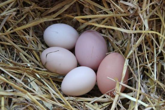 הנחת תרנגולות: הנקה והאכלה