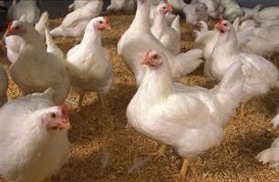 משק הבית: איך להאכיל תרנגולות broiler