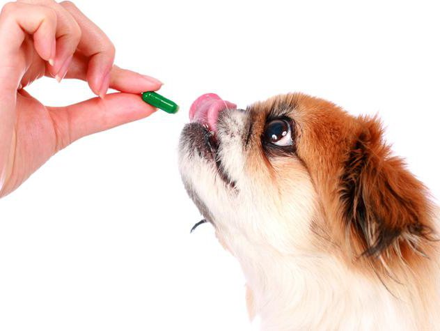 מה הם היתרונות של ויטמינים לכלבים 
