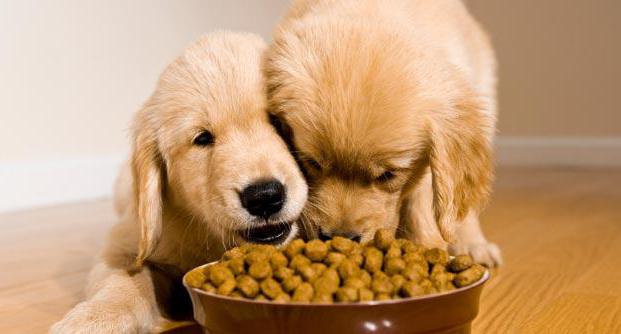 Feed עכשיו לכלבים: הרכב, יתרונות וחסרונות