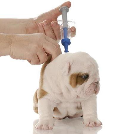 הצורך בחיסון לכלבים