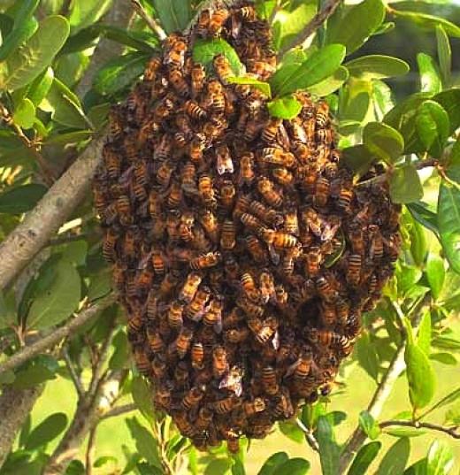 כיצד להיפטר דבורים באתר שלך