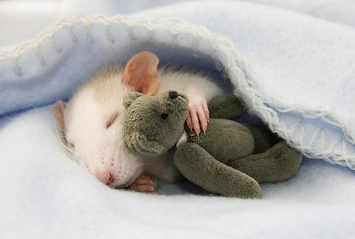 לחלום על עכברים. מה זה אומר?