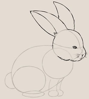 איך לצייר ארנב (צעד אחר צעד)