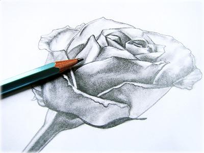 איך לצייר ורד בעיפרון