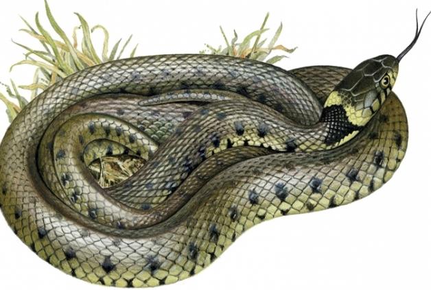 ונחשים באזור לנינגרד: כיצד להימנע מפגש מסוכן