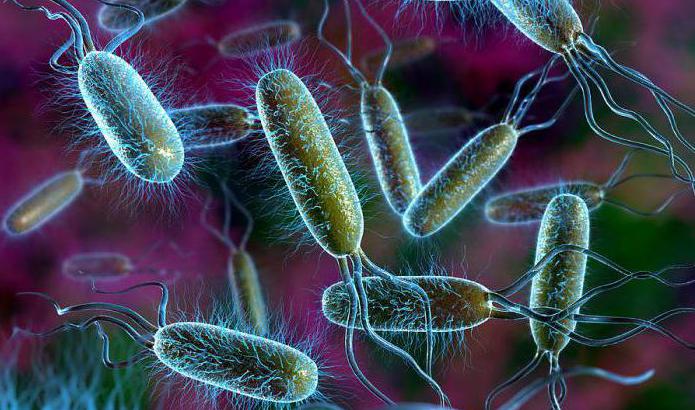 השווה תאים צמחיים וחיידקים: קווי דמיון והבדלים